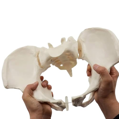 LebensgroßEs Flexibles Weibliches Beckenmodell Medizinisches Bildungsmodell des Weiblichen Beckens Kann Menschliches Hüftknochen Beckenanatomisches Modell Biegen Pädagogisches Werkzeug Hebamme