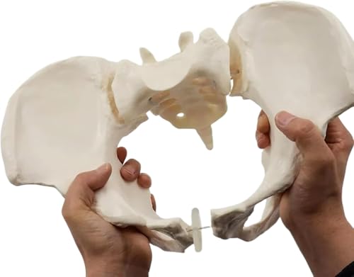 LebensgroßEs Flexibles Weibliches Beckenmodell Medizinisches Bildungsmodell des Weiblichen Beckens Kann Menschliches Hüftknochen Beckenanatomisches Modell Biegen Pädagogisches Werkzeug Hebamme auf Amazon anschauen LebensgroßEs Flexibles Weibliches Beckenmodell Medizinisches Bildungsmodell des Weiblichen Beckens Kann Menschliches Hüftknochen Beckenanatomisches Modell Biegen Pädagogisches Werkzeug Hebamme