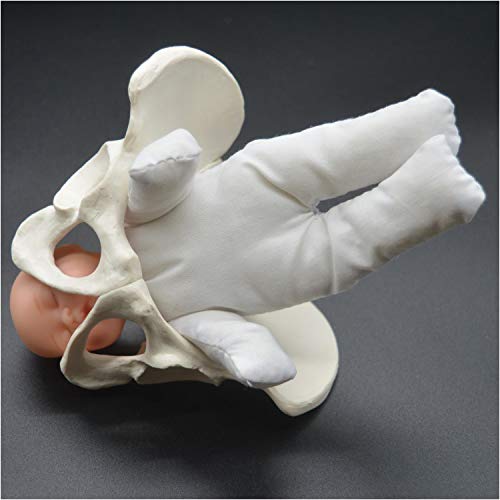 FXQ Weibliches Pelvis Geburt Modell - Mini Weibliches Pelvis und Baby-Modell - Standard Geburt Simulator mit Modellen von Baby-Pelvis - für Studien Anzeige Teaching Medical Modell
